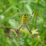 Zebraspinne, Foto: Rosmarie Wagenstaller