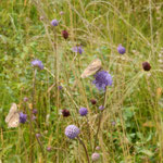 Großes Ochsenauge, Foto: Ruth Waas