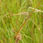 Heidelibelle, Foto: Ruth Waas