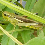 Sumpfschrecke, Foto: Ruth Waas