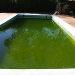 Une piscine bien verte...