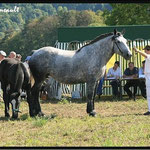 Concours régional de chevaux de trait