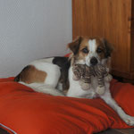 Tiger :) mein Platz unten im Wohnzimmer