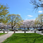 Promenade sur le Riverbend Park qui longe la Charles River
