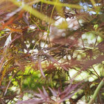 momiji leafs in the garden/もみじ