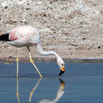 Flamingo in der Laguna Chaxa