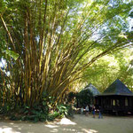 Gigantische Bambusbäume im botanisch-zoologischen Garten