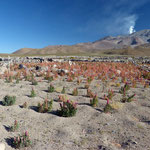 Quinoa - diese roten Pflanzen sind Getreide aus den die Einheimischen Brot machen - im Hintergrund der Vulkan Isluga
