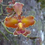 wilde  Orchideen