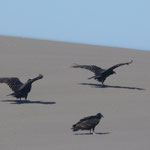 Vögel bei den Sanddünen