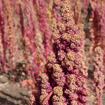 Quinoa-Pflanze - das Getreide gibt es bei uns im Bioladen und Reformhaus zu kaufen - wächst erst ab 3.500 m
