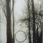 ring of reed, lake of Constance 1997