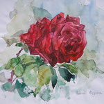 Rose, 16x16 cm,      Aquarell / verkauft / sold