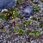 karge Vegetation