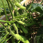 Soy beans