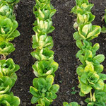 Lettuce Rows