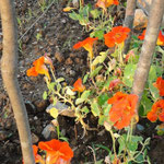 Nasturtiums