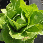 Lettuce