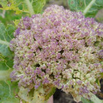 Cauliflower