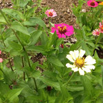 Zinnias