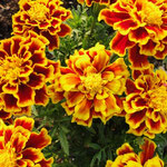 Marigolds