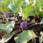 Kohlrabi
