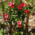 Tropical Vine