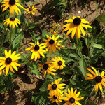 Black-eyed Susans