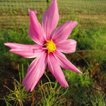 Pink Cosmos