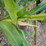 Corn