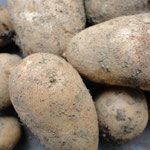 Potatoes