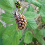 Ripening berry