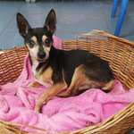 Pinscher Borko