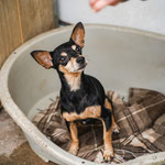 Pinscher Anica hat nun ihr gemütlich- warmes Zuhause gefunden!