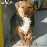 Malvina