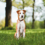Murphy hat den Sprung in sein Zuhause geschafft