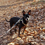 Pinscher Lina