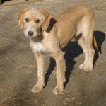 Izabel kam mit Bruno (sucht noch ein Zuhause) aus einem Dorf zum kastrieren ins Tierheim und durfte bleiben. Die liebe junge Hündin hat auch schon bald ein Zuhause gefunden.