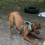 Mali (Rhodesian Ridgeback)