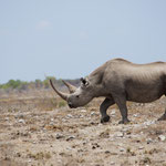 Rhino auf Zack.