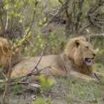 Die beiden Löwenbrüder gönnen sich eine Verdauungspause nach dem üppigen Mahl.