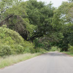 Unterwegs durch den Kruger N.P.