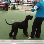 Cardiff Canine Society 25/1/15- Kendra(Dasval Valeria Messalina) BPIB & PG3