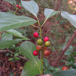 シロダモ・実　2025年11月24日　桜の園（亦楽山荘）