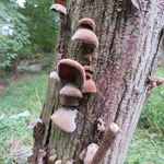 天然キクラゲ　2025年11月2日　武庫山の森