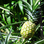 Eiene Ananas am Wegesrand - foto by chapoleratours