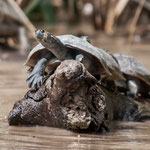 Schildkröten im Rio Guayabero