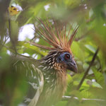 Hoatzin