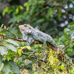Leguan am Rio Guayabero