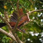 Hoatzin | Pava Hedionda (Opisthocomus hoazin) Caño Cristales La Macarena